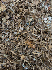 Seaweed Washed Ashore by a Storm on the Mediterranean Coast