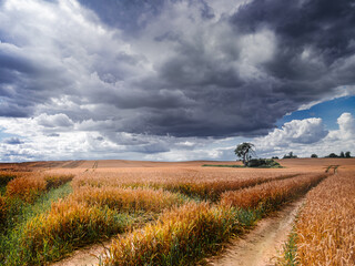 Pszeniczne pole. © Czesaw