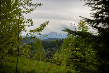 Scenic view of mountains surrounded by lush greenery in a tranquil forest during an overcast day