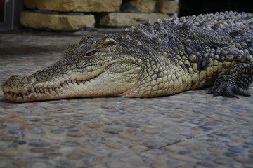 The Nile crocodile lies in the zoo enclosure