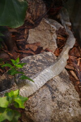 Snake skin in a terrarium after molting