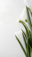 Obraz premium A white background with a bunch of green leaves and white flowers. The flowers are small and delicate, with a few petals visible. The leaves are long and thin
