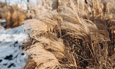 Abstract natural background of soft plants Cortaderia selloana. Frosted pampas grass on a blurry bokeh, Dry reeds boho style. Patterns on the first ice. Fluffy stems of tall grass under snow in winter