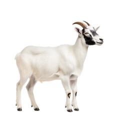 Fototapeta premium Alpine goat, isolated
