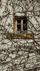 Wilder Wein an der Fassade eines alten leerstehenden Hauses