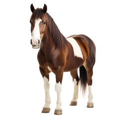 Obraz premium Clydesdale isolated 