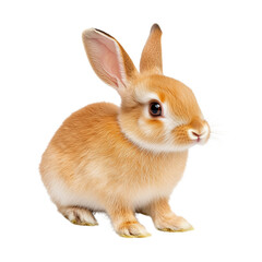 Obraz premium miniature Draft Rabbit isolated
