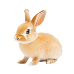 Fototapeta premium miniature Draft Rabbit isolated