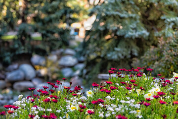 Fototapete bei efototapeten.de bestellen   