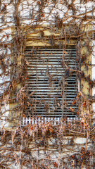 Wilder Wein an der Fassade eines alten leerstehenden Hauses