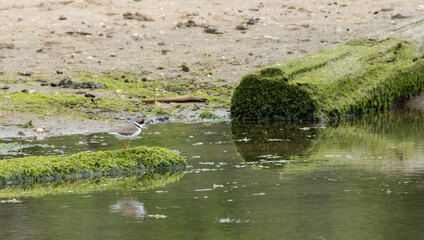 Semipalmated Plover