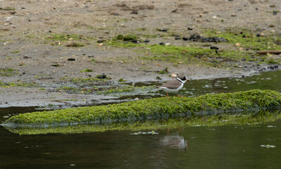 Semipalmated Plover
