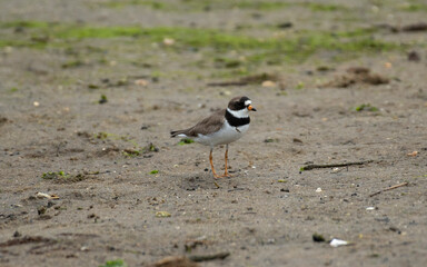 Semipalmated Plover