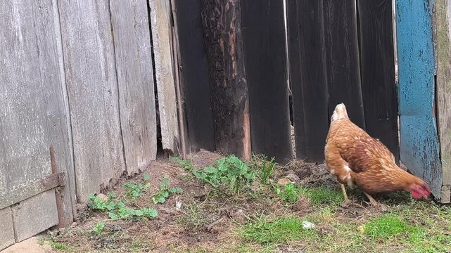 Young Loman Brown chickens in the pen eating food and pecking