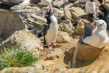 photographing falklands birds and landscape