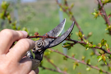 A gardener trims young branches of young fruit trees with pruning shears on a spring day. Forming...