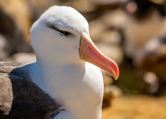photographing falklands birds and landscape