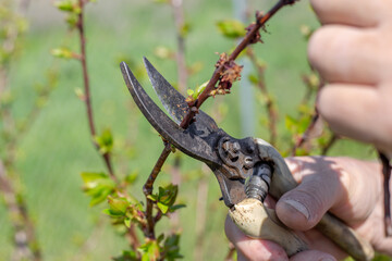 A gardener trims young branches of young fruit trees with pruning shears on a spring day. Sanitary pruning