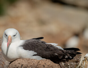 photographing falklands birds and landscape