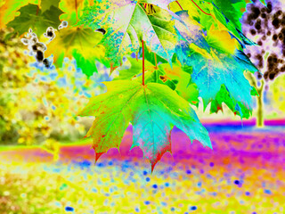 autumn leaves in the rain