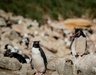 photographing falklands birds and landscape