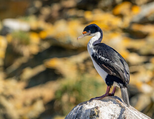 photographing falklands birds and landscape