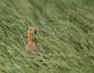 photographing falklands birds and landscape
