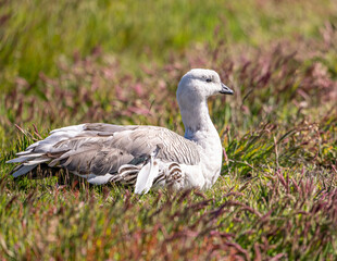 photographing falklands birds and landscape