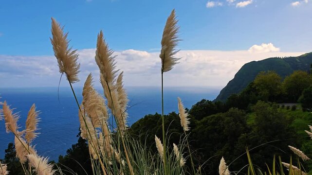 4K video footage of giant reeds in the wind with a stunning panoramic view of Azores islands cliffs and Atlantic ocean. Arundo donax tall perennial cane