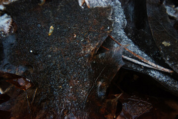 Melting frost on leaf litter