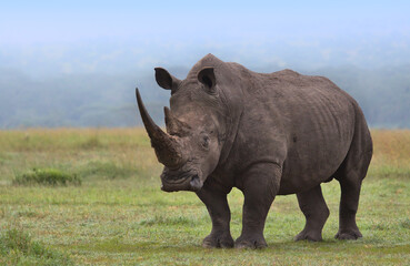 southern white rhino standing alert in a misty morning in the wild savannah of solio game reserve, kenya
