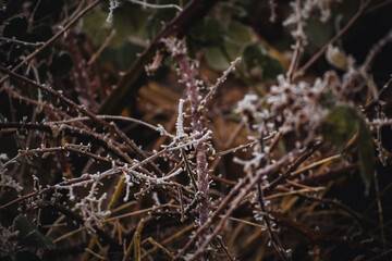 icy brombary bushes