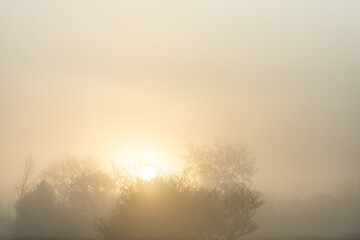 Sunrise sunlight sunburst behind tree in morning with forest landscape view colorful yellow glow in fog mist in Indiana