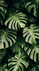 Stunning Tropical Monstera Leaves Pattern