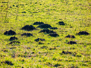 Wühlmäusehaufen auf einer Wiese im Winter
