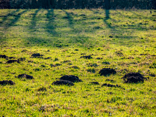 Wühlmäusehaufen auf einer Wiese im Winter
