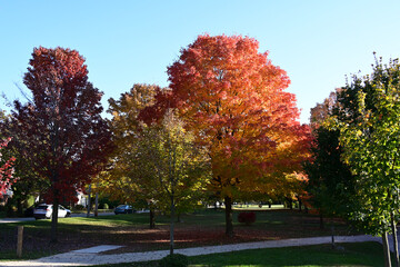 beautiful landscape and autumn and forest
