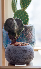 The astrophytum myriostigma resembles a bishop's cap without thorns. And often yellow flowers. Planted in a rounded concrete pot, stands on a shelf by the window.