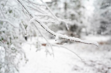 Snow-covered branch with a blurred snowy forest in the background