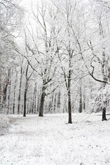 Snow-covered trees in a serene winter forest landscape