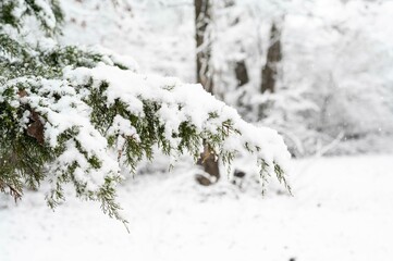 Snow-covered evergreen branch in a serene winter forest setting