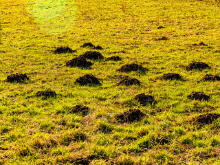 Wühlmäusehaufen auf einer Wiese im Winter
