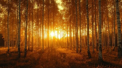 Obraz premium Golden Hour in the Birch Forest: An Autumn Sunset
