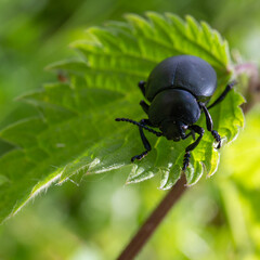 blood beetle