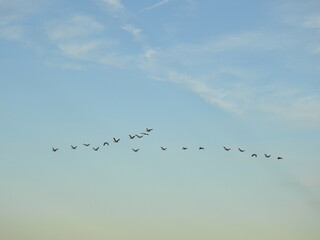 Canadian geese flying in a V shape formation across a daytime sky. Blackwater National Wildlife REfuge, Dorchester County, Maryland. 