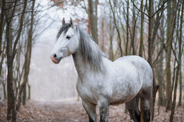 Obraz premium andalusian white horse in winter forest