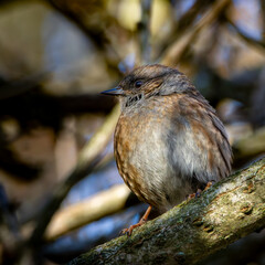 The Dunnock (Prunella modularis) sighted Holyrood Park - Edinburgh.