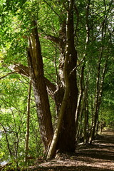 beautiful landscape and green leaves,