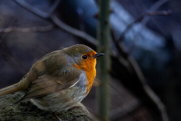 Eurasian robing sitting on a branch in the middle of a bush. Close up. Wallpaper with a view.