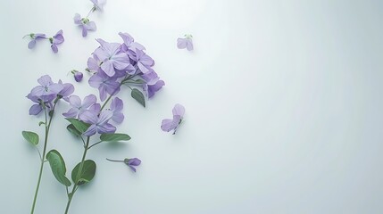 A freshly picked purple violet flower arranged on a white background